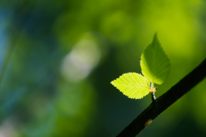 leaves