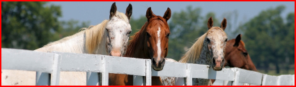 horses_fence2_picture