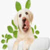 shaklee_dog