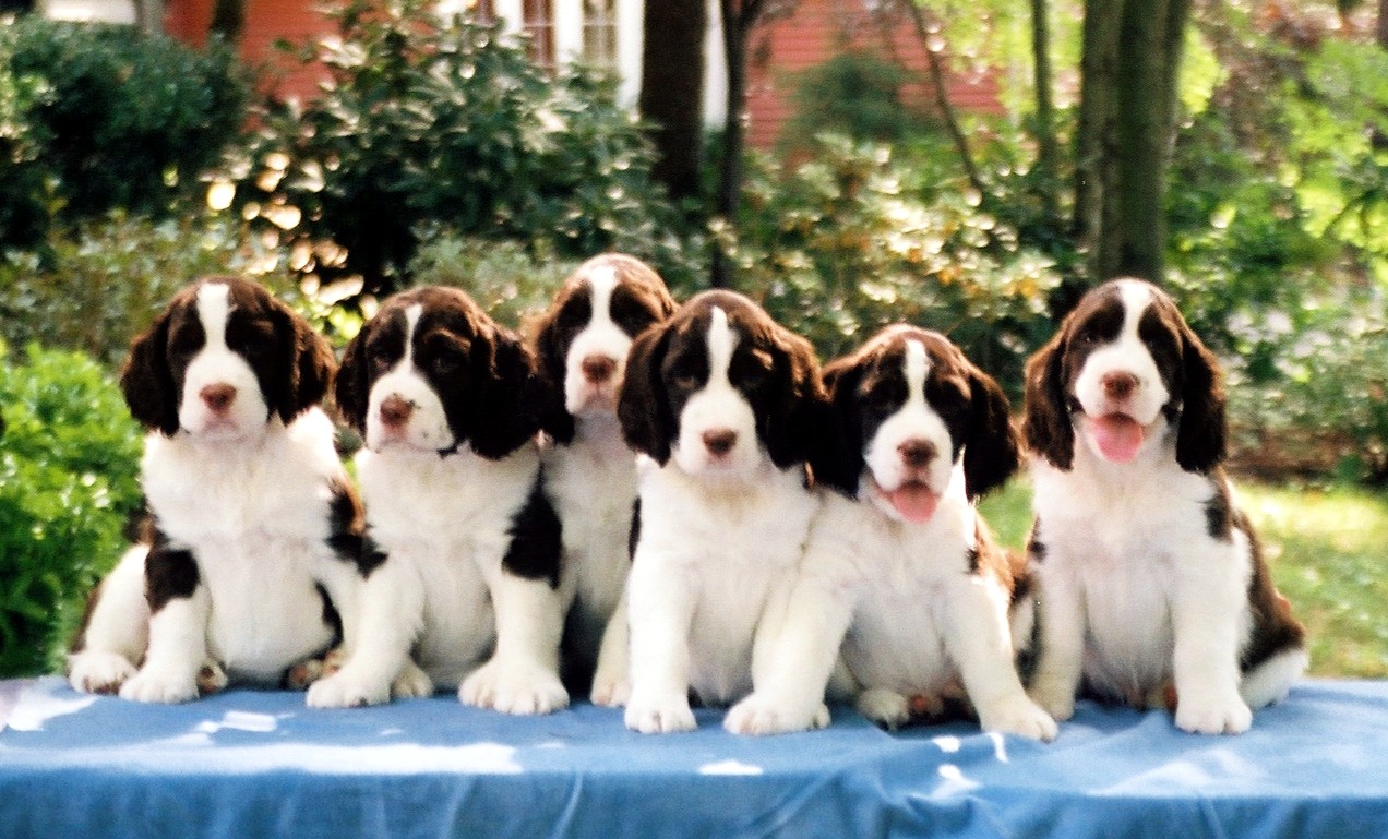 english_springer_pups