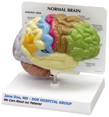 custom_brain_model