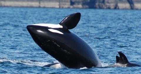 whalepicturedeerharborcharters